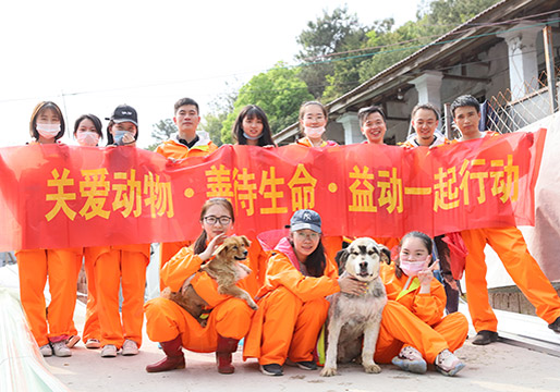 Rescuing stray dogs